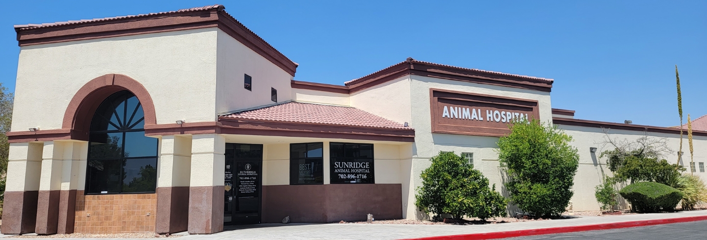 Full-Service Veterinarians in Las Vegas, NV